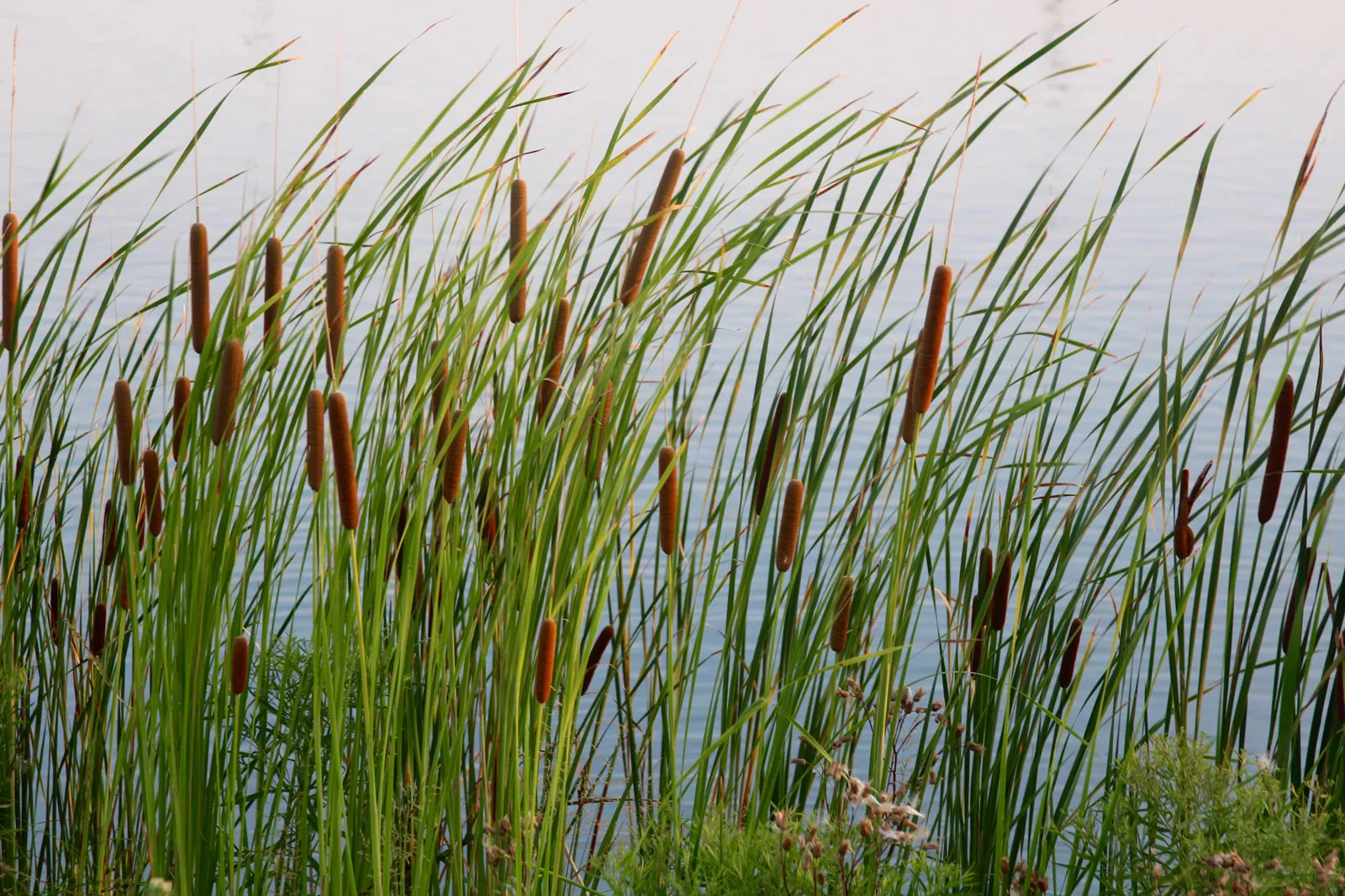 Cattails flowing in the wind.